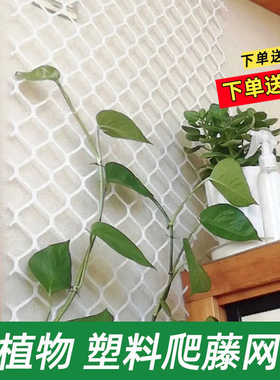 植物爬藤网 月季专用爬墙网格花架 绿萝攀爬网塑料网 园艺花墙网