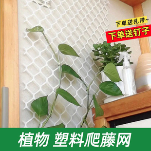 植物爬藤网 月季专用爬墙网格花架 绿萝攀爬网塑料网 园艺花墙网
