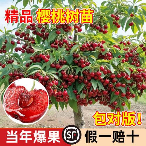 车厘子树苗樱桃树苖南方北方种植盆栽庭院果树矮化樱桃树大樱桃苗