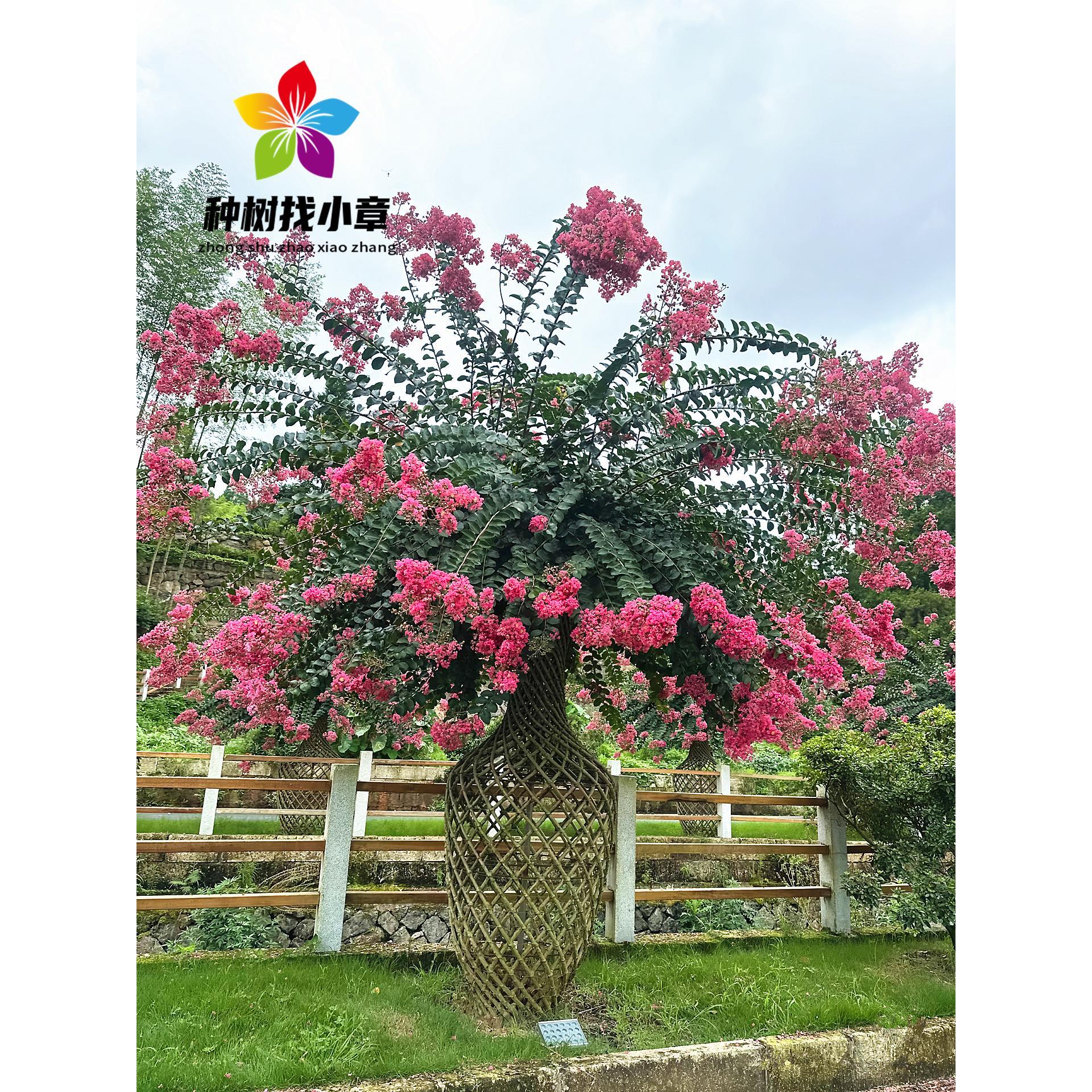 紫薇花瓶树苗桂花编织葫芦万字阁花瓶别墅庭院园林耐寒造型风景树
