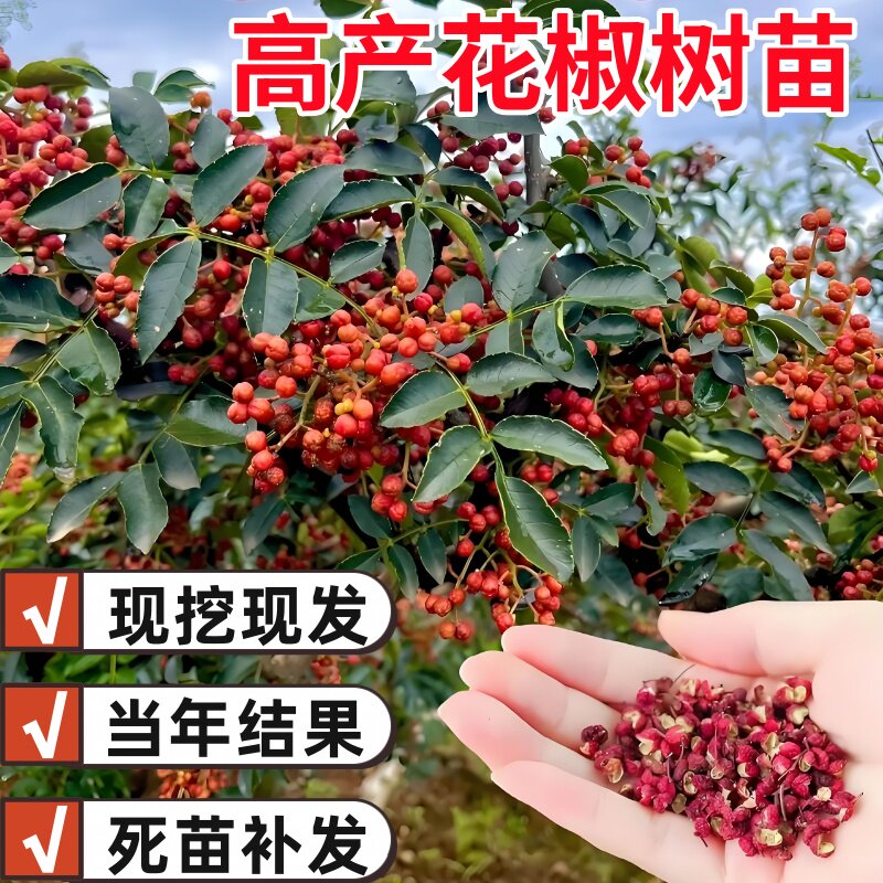 花椒苗树盆栽地栽南方北方种植大红袍四川麻椒食用花椒苗果树果苗图片