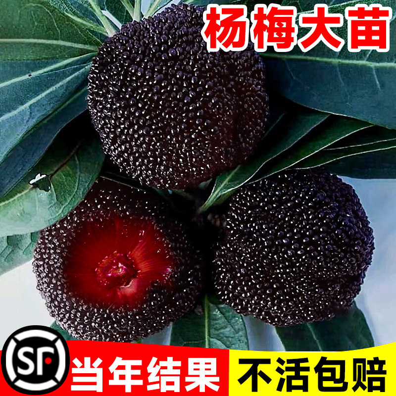 东魁杨梅树树苗嫁接特大仙居杨梅