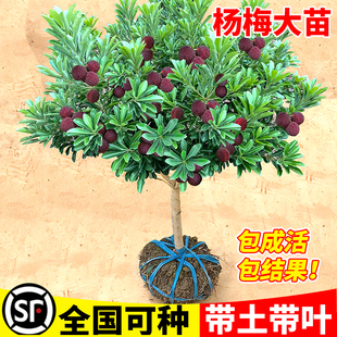 东魁杨梅树树苗正宗嫁接黑炭杨梅树树苗南北方种植盆地栽当年结果