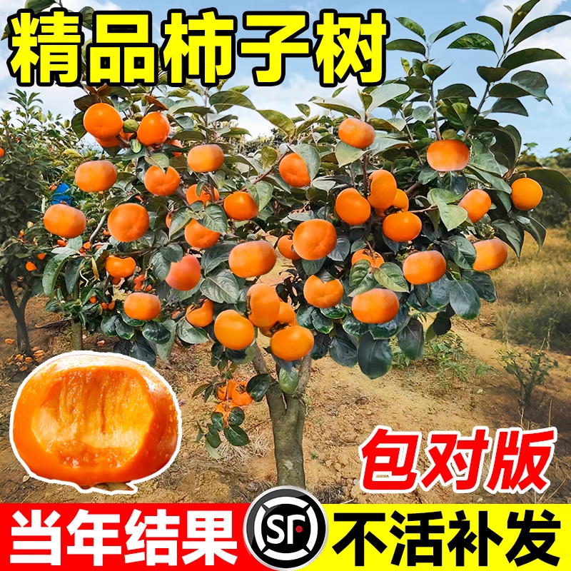 特大脆甜柿子苗树无核南北方种植特大庭院地栽当年结果柿子树果苗