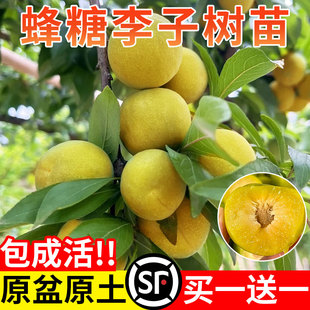 蜂糖李子树苗嫁接特大晚熟脱骨青脆李子果树苗南北方种三华李树苗
