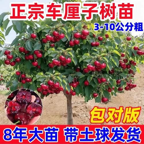 车厘子树苗大樱桃树苖盆栽矮化南方北方种植樱桃树苗带土樱桃苗树
