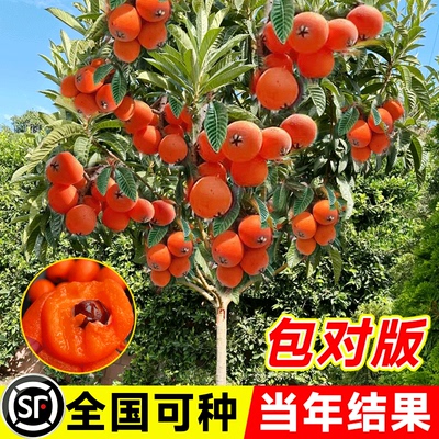 枇杷果苗无核砂糖枇杷苗无核枇杷树苗嫁接盆栽特大庭种植当年结果