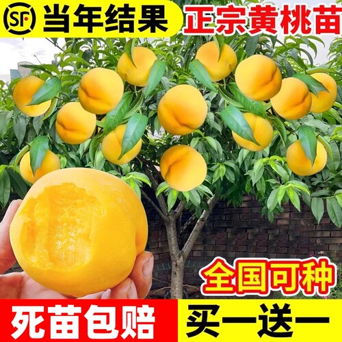 黄桃树苖桃树果苗嫁接苗冬桃油桃树果苗南方北方种植桃苗当年结果