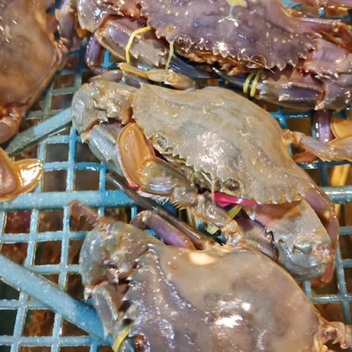 花盖蟹小螃蟹石夹红赤甲红石蟹