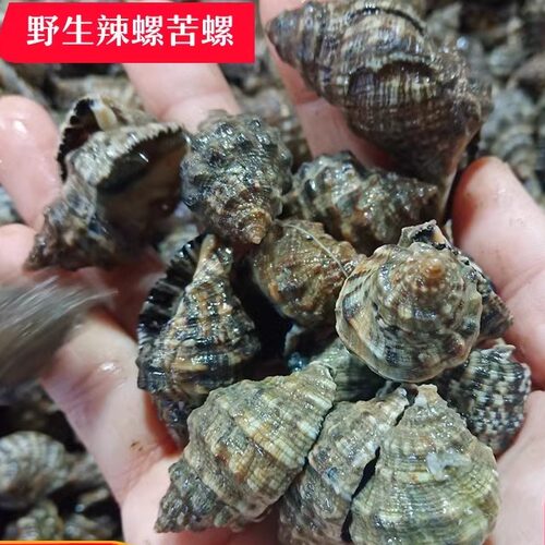 鲜活辣螺青岛海鲜贝类