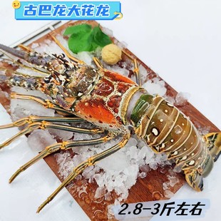 古巴龙虾礼盒装进口大花龙虾青龙超大澳洲龙虾年货海鲜冷冻龙虾