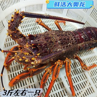 澳龙鲜活红龙波士顿青岛特大澳洲大龙虾海捕新鲜海鲜水产奥龙仔