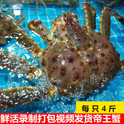 长脚蟹超大帝王蟹鲜活海鲜
