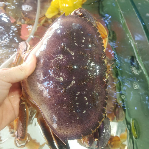 珍宝蟹鲜活青岛水产超大面包