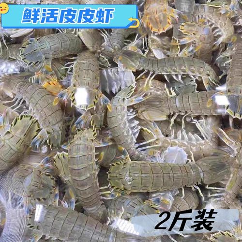 皮皮虾鲜活虾爬子琵琶虾富贵虾