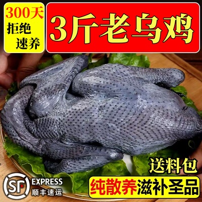 老母鸡土鸡新鲜现杀正宗下蛋