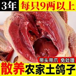 鸽子新鲜现杀冷冻乳鸽肉滋补炖汤生鲜老鸽子肉农家散养非闷杀老鸽