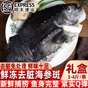 鲜冻去脏海参斑冰岛新鲜冷冻深海野生海参斑深海新鲜石斑鱼海鱼