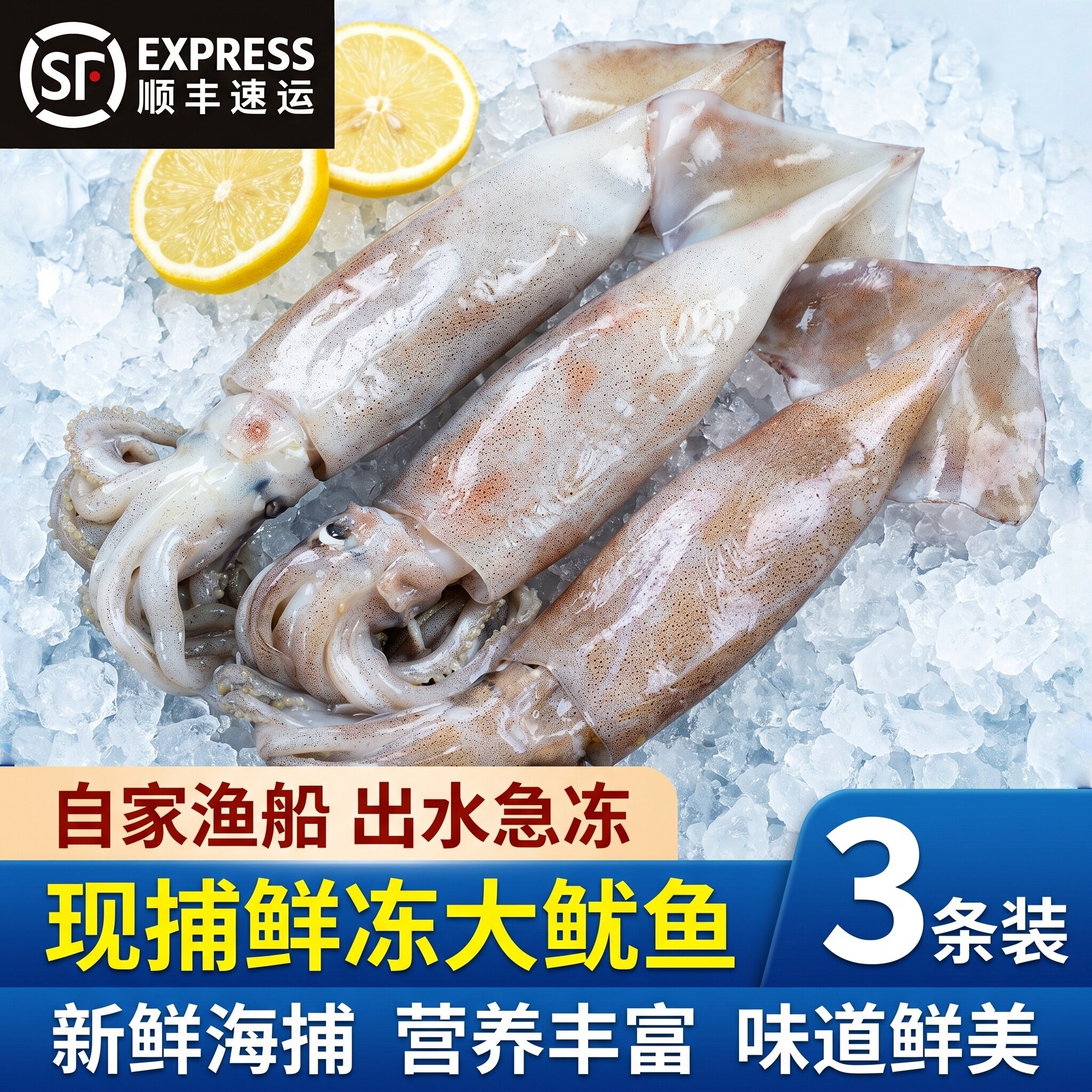 山东青岛海捕速冻整只大鱿鱼