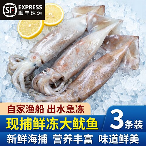 山东青岛海捕速冻整只大鱿鱼