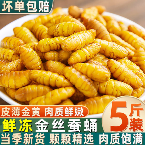金丝大蝉蛹山东特产鲜活速冻
