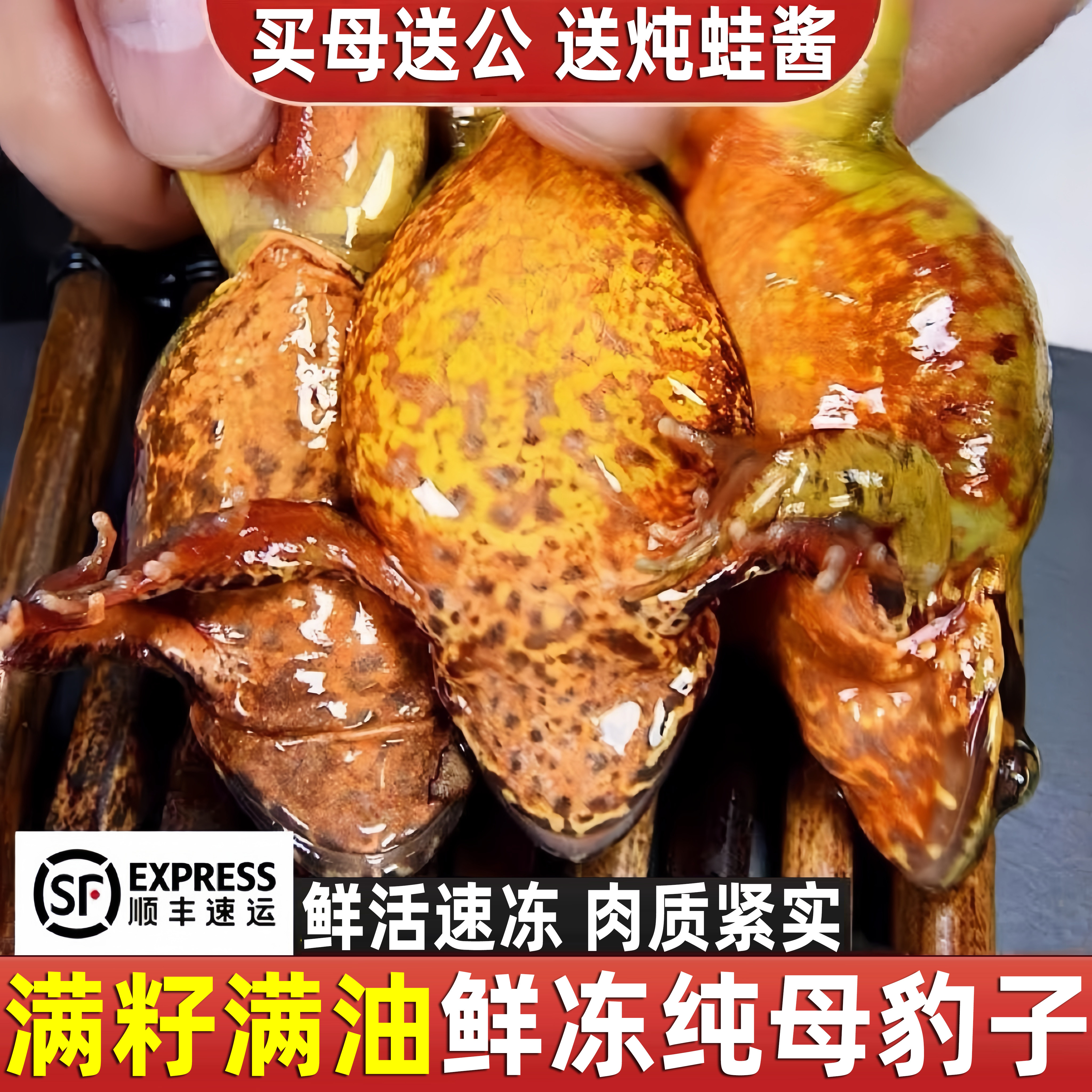 东北无冰鲜活速冻母林蛙雪蛤