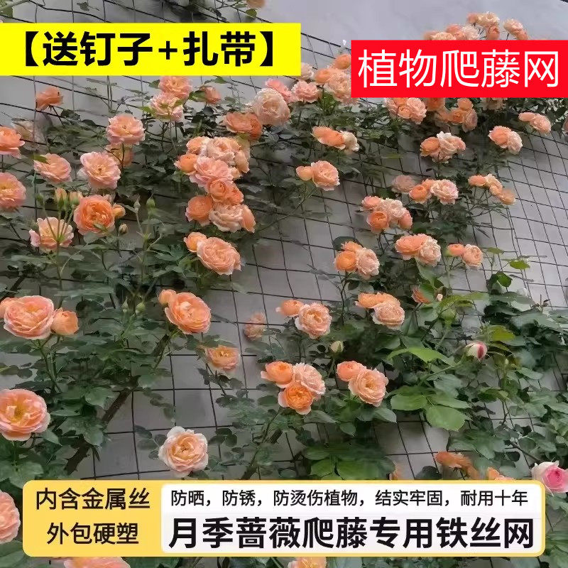 月季花爬藤铁丝网植物户外爬墙图片
