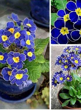 100pcs Rare Blue Evening Primrose Flower Seeds Primula Malac