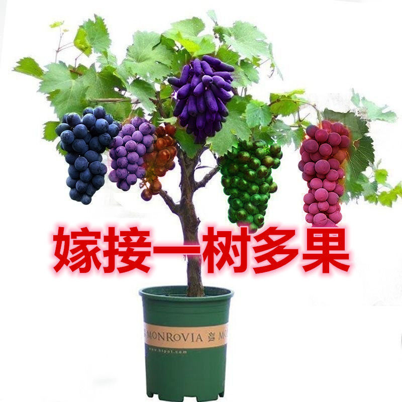 盆栽葡萄树价格 盆栽葡萄树图片 星期三