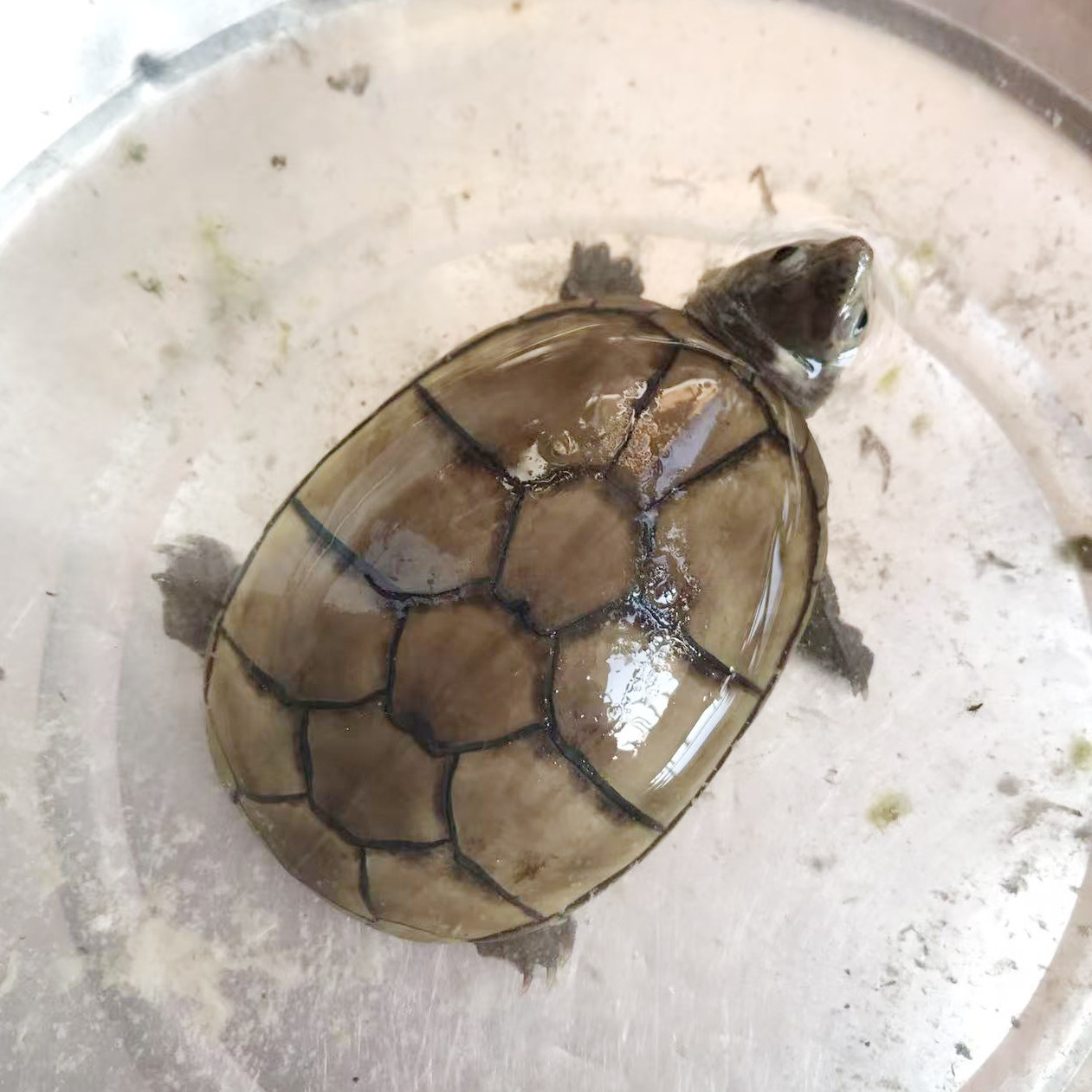 全品头盔蛋龟7.3cm母种龟泥龟深水龟观赏龟宠物龟,宠物/宠物食品及用品,龟/鳖,淘宝优惠券,粉丝福利购,淘宝优惠卷