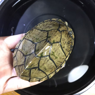 剃刀蛋龟9.1cm种龟公全品泥龟深水龟观赏龟冷水龟宠物龟繁殖龟