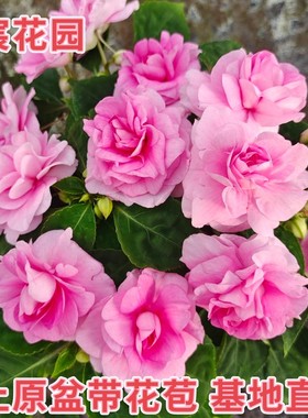 水梅花苗盆栽多年生四季花阳台庭院办公室耐旱皮实重瓣凤仙带花苞