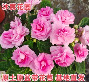 水梅花苗盆栽多年生四季花阳台庭院办公室耐旱皮实重瓣凤仙带花苞