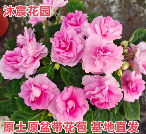 水梅花苗盆栽多年生四季花阳台庭院办公室耐旱皮实重瓣凤仙带花苞