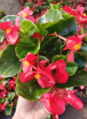 四季秋海棠花苗盆栽大花玻璃翠带花苞小花阳台庭院多年生易活