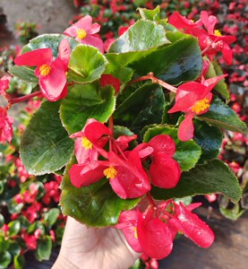 四季秋海棠花苗盆栽大花玻璃翠带花苞小花阳台庭院多年生易活