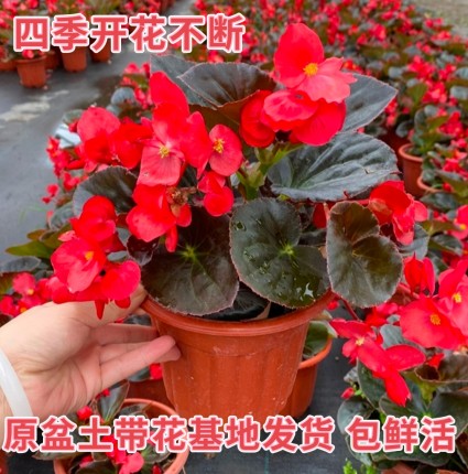 四季秋海棠花苗盆栽大花玻璃翠小花阳台庭院多年生易活带花包