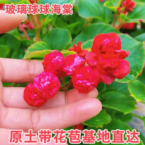 重瓣玻璃球球海棠盆栽大苗阳台庭院多年生玻璃脆秋海棠四季带花苞