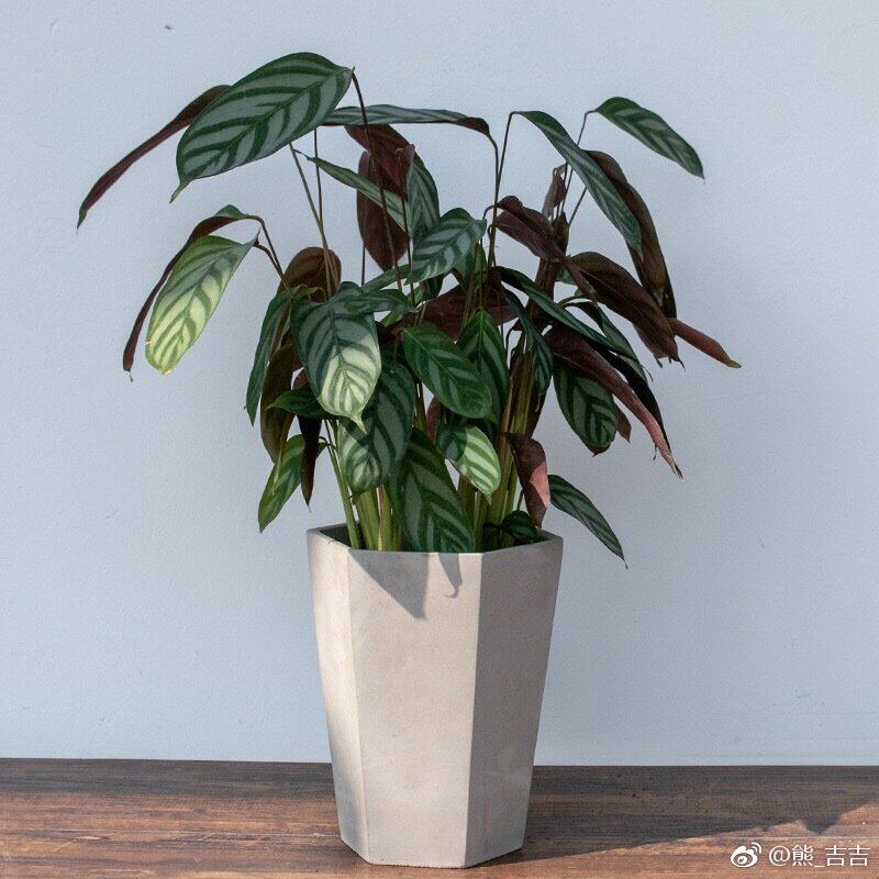 somi北京新网红飞羽竹芋盆栽新款吸甲醛净化空气草本绿植飞羽花卉