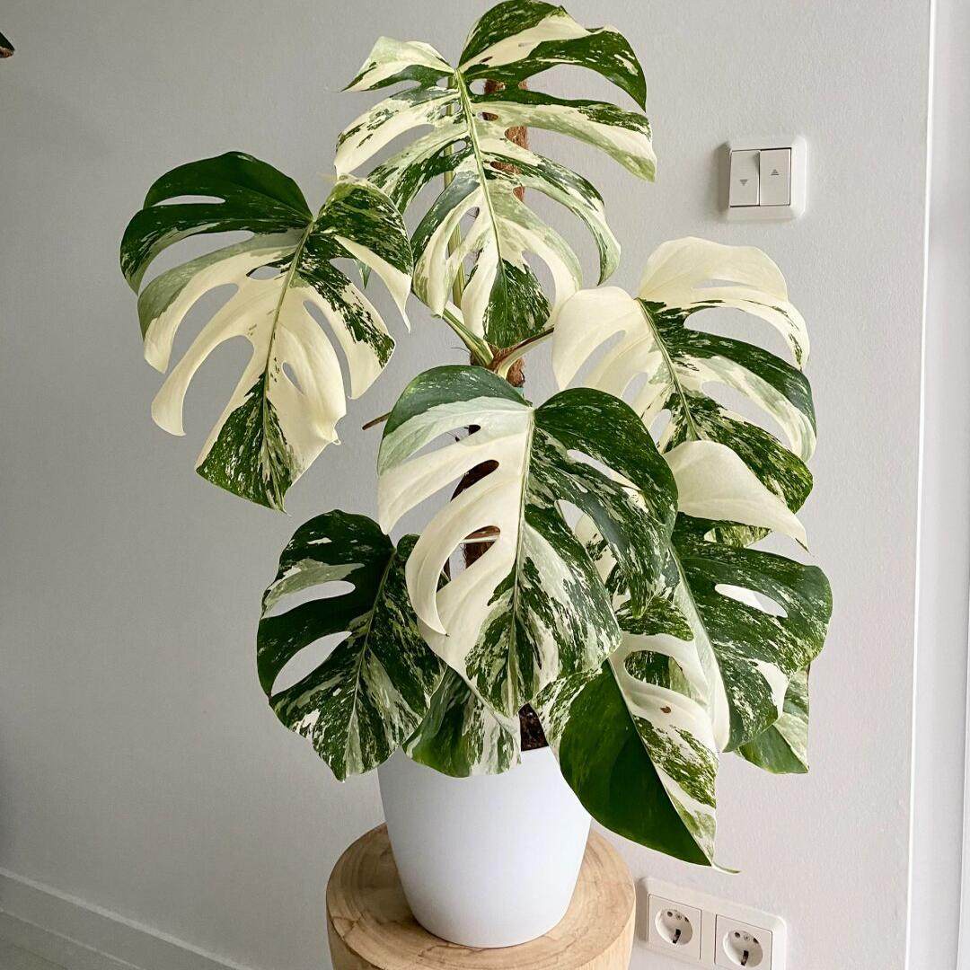 【龙鑫】进口白锦龟背竹阴阳白鬼观叶网红热植 ins风小众绿植北京