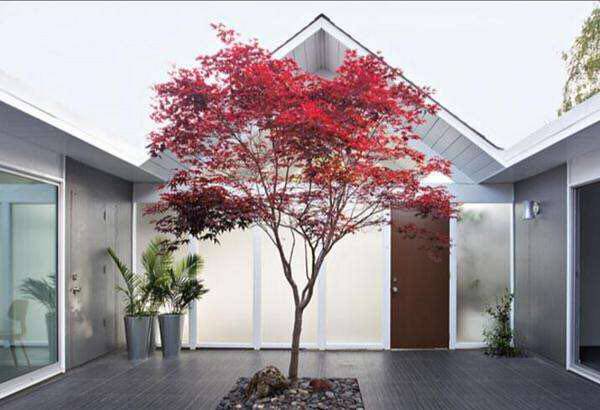 somi北京嫁接日本红枫树盆栽 盆景 美国红枫红枫小红枫大红枫花