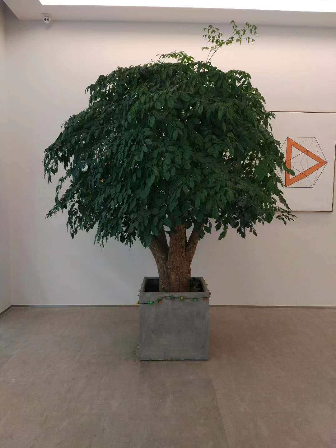 北京基地幸福树 商场室内大型高大型绿植/成品组合盆