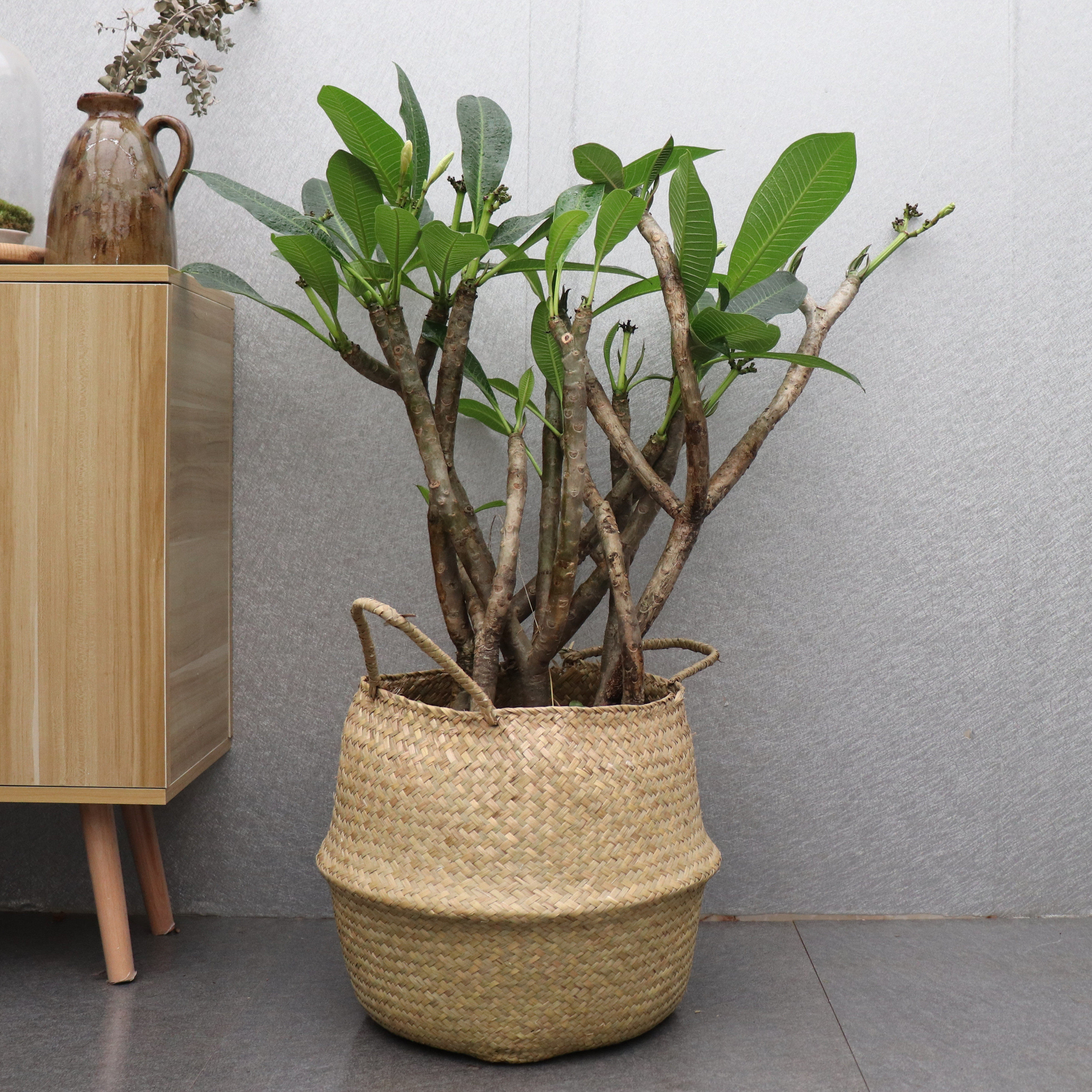 鸡蛋花苗 精品花卉植物盆栽 鸡蛋花树苗 庭院植物 地栽盆栽