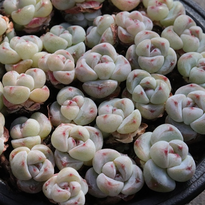 翡翠冰玉多肉切糕冰玉