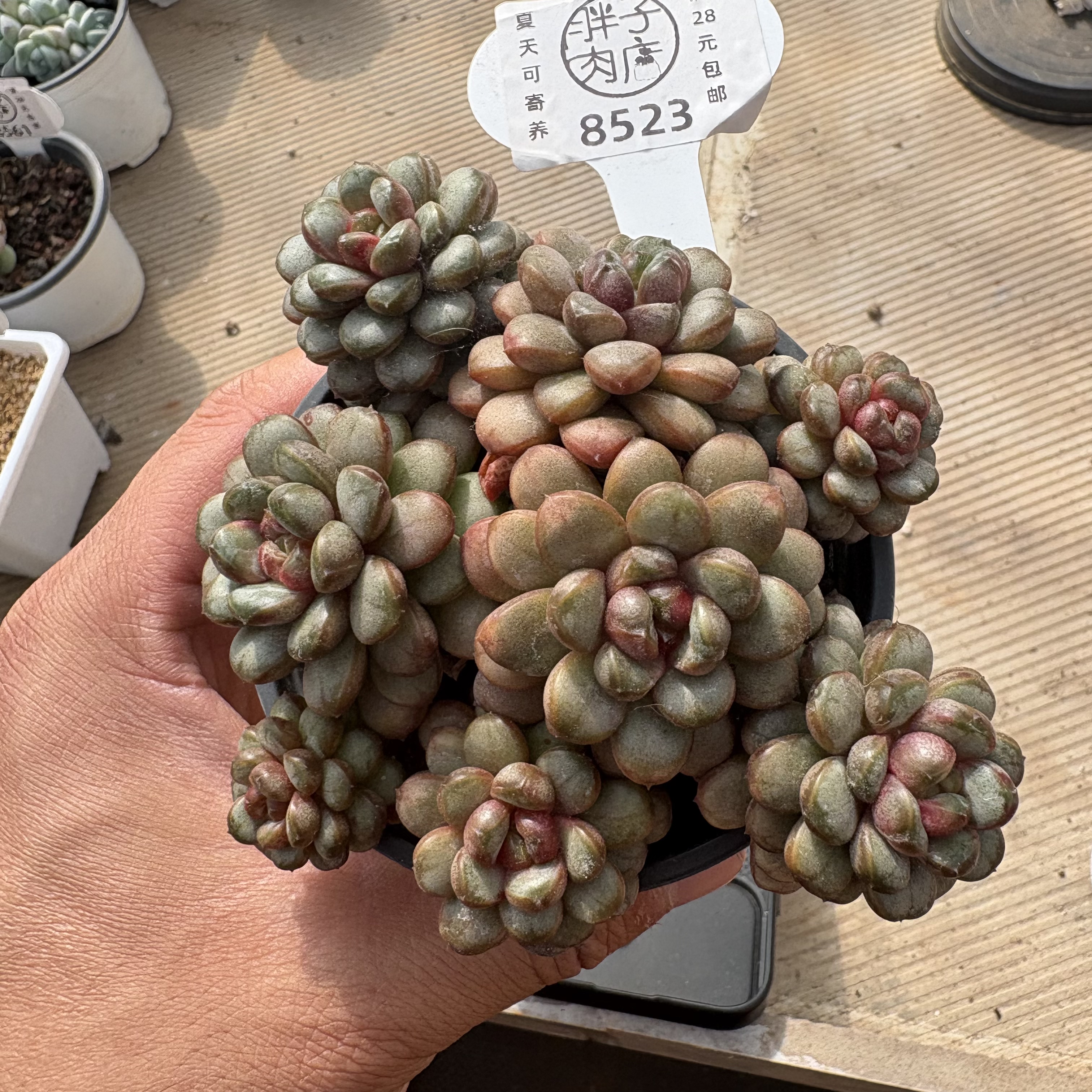 8523 葡萄群生 砍头群