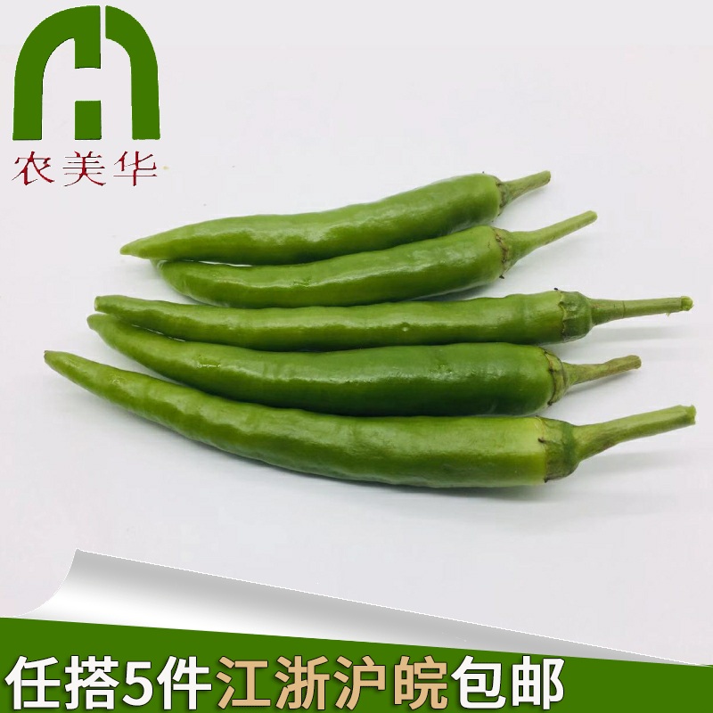 【农美啊华】新鲜青杭椒杭椒新鲜蔬菜 500g