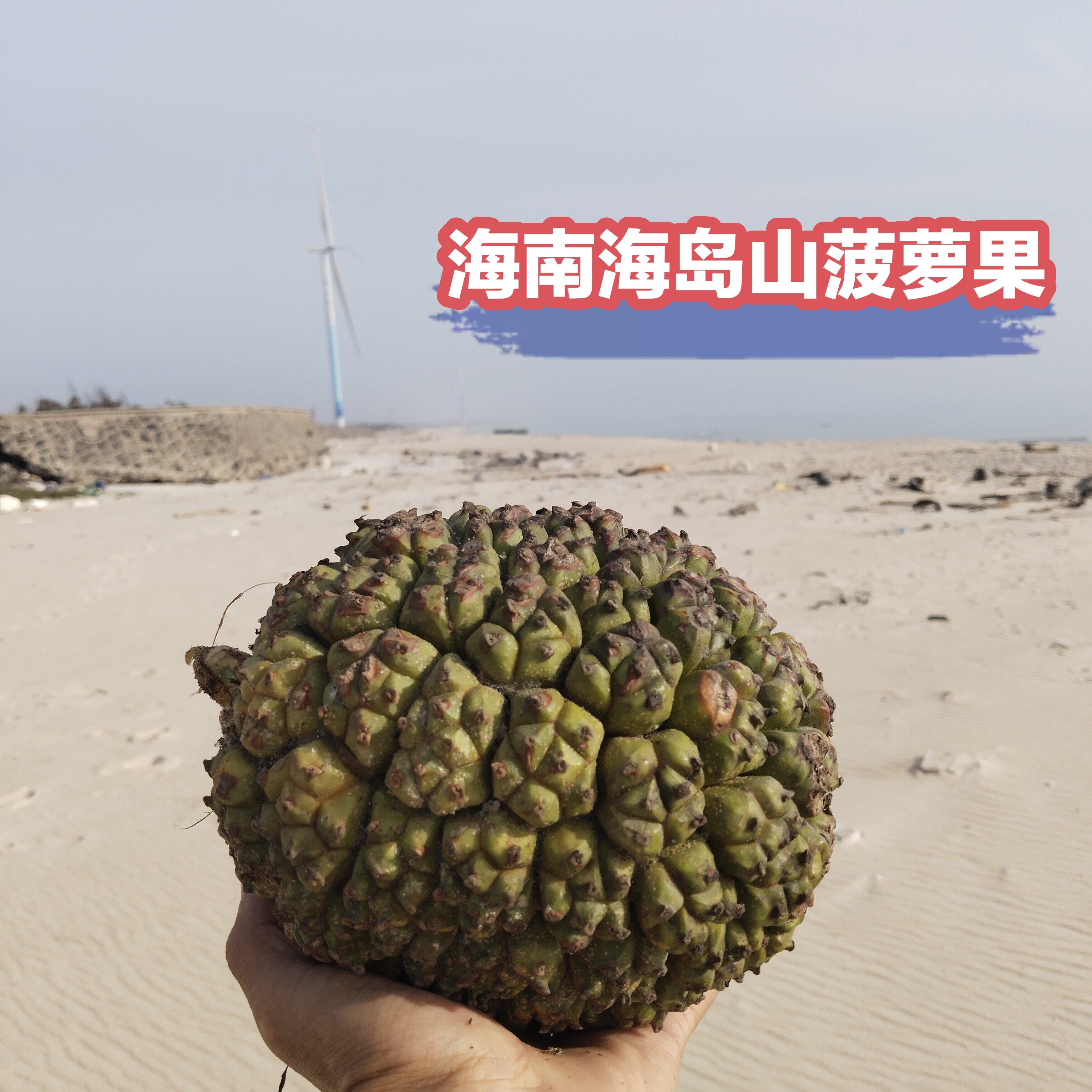 海南现摘新鲜勒古子天然露兜果山菠萝野菠萝凉茶果滴血莲花供批发