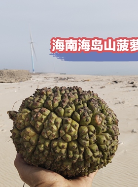 海南现摘勒古子露兜果山菠萝野菠萝凉茶果清热滴血莲花供批发代发