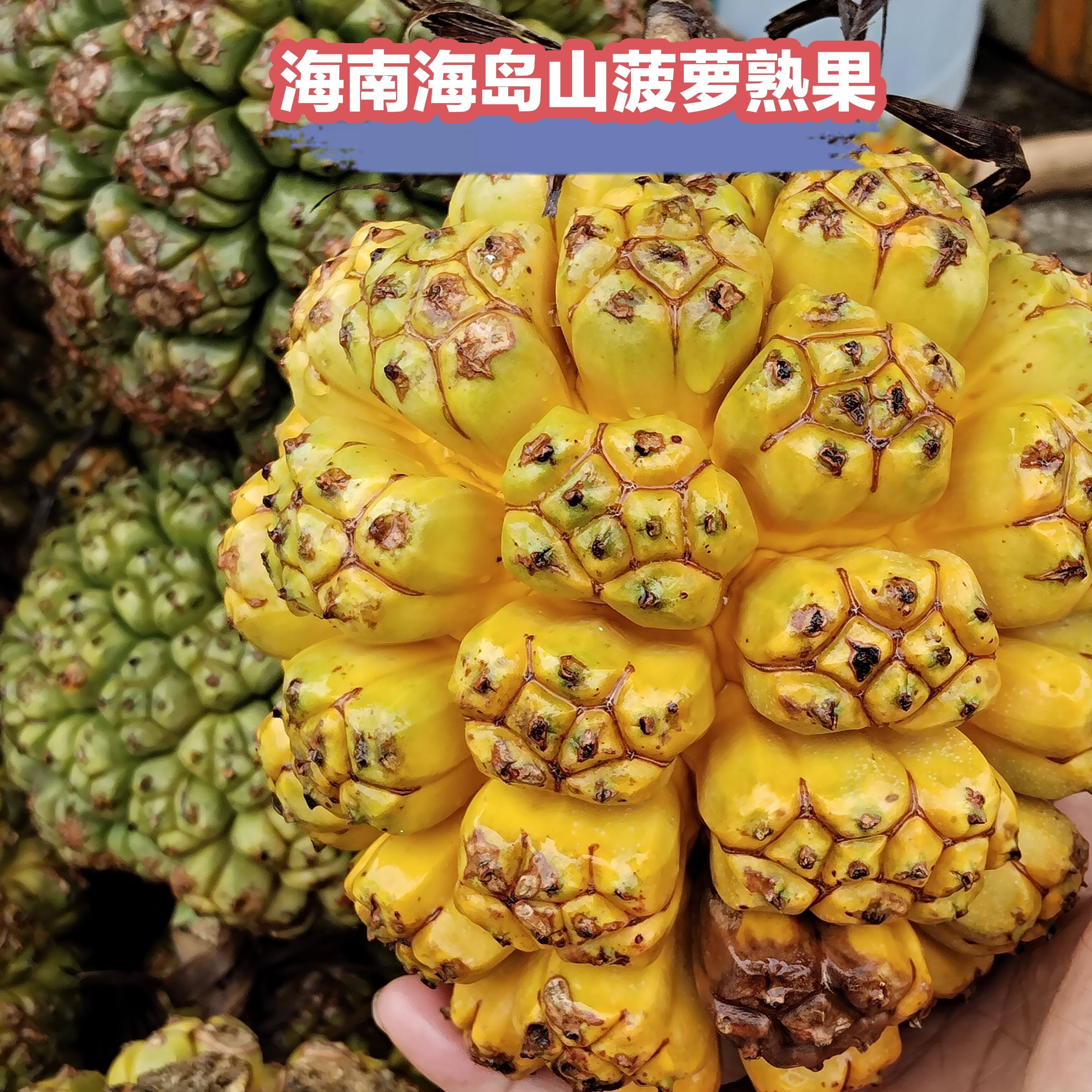 海南现摘新鲜勒古子天然露兜果山菠萝野菠萝凉茶果滴血莲花供批发,水产肉类/新鲜蔬果/熟食,其它,淘宝优惠券,粉丝福利购,淘宝优惠卷