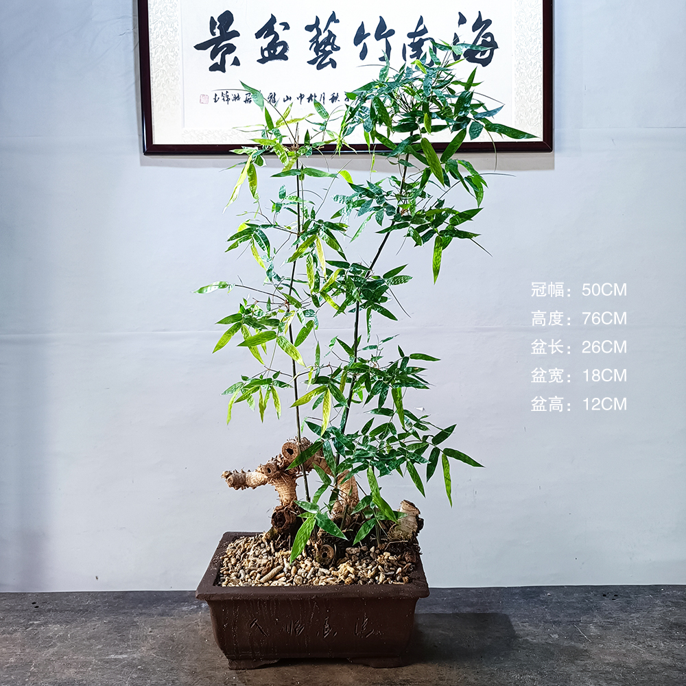 海南正宗小叶簕竹新鲜竹根茶室